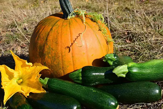 ズッキーニとかぼちゃ